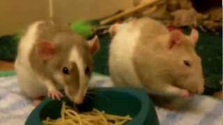 The Ratties Eating Spaghetti [upl. by Gris]