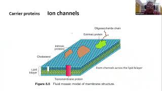 Transport across Biological Membranes I Passive Transport [upl. by Lehcer]