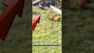 Cane Corso vs Warzenschwein – Kann der Cane Corso gewinnen 😱 [upl. by Nerta]