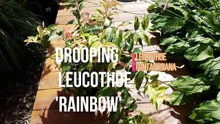 GARDENING MINUTES  Drooping Leucothoe Rainbow [upl. by Kira19]