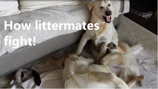 HOW LITTERMATE PUPPIES PLAY FIGHT [upl. by Abijah]