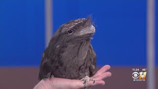 Wild Wednesday Tawny Frogmouth [upl. by Newnorb]