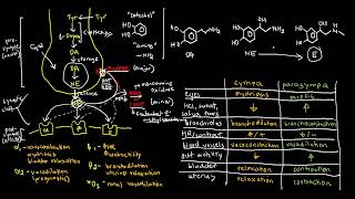 PHARMACOLOGY 27a  Catecholamines and Adrenergic Receptors [upl. by Shandee]