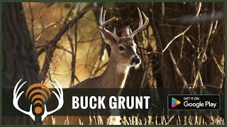 Whitetail Deer Buck Grunt  Sound Only  Call in Big Bucks [upl. by Ahsiri]