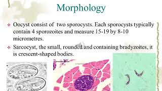 Sarcocystis species [upl. by Quinta]