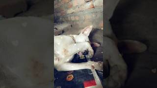 😂WONDERNINNIv5c funnyvideo funnyshorts doglovers animallover cutedog [upl. by Skipp600]