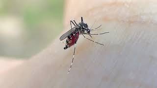 Understanding Mosquitoes and the Disease [upl. by Suilenrac]