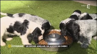 Le Cocker Anglais un amour de chien [upl. by Maleeny]