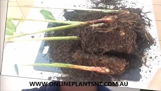 How to propagate and divide your Heliconia plants [upl. by Baptist]