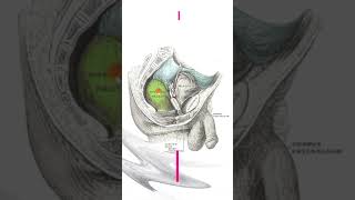 How many structures in the body have an ampulla shorts [upl. by Jarek]