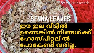 Health benefits of senna leavesSunnamakki 1Side effects of senna സുന്നാമക്കി SAMs little worldd [upl. by Prasad]