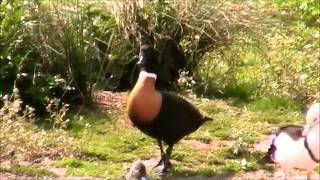 Australian Shelduck 2 [upl. by Eihpos]