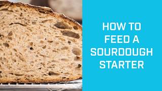 How to feed a sourdough starter [upl. by Eloken]