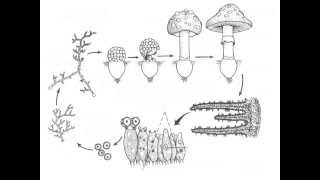 Basidiomycota life cycle [upl. by Drauode588]