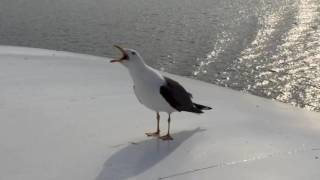 Seagull laughing [upl. by Tavie]