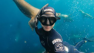 FREEDIVING With Fur Seals  Exploring new underwater caves surrounded by hundreds of seals [upl. by Ioab58]