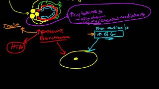 Pathophysiology of Diabetic Nephropathy [upl. by Llehsal]