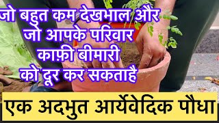 पूरी जानकारी इस फायदेमंद पौधे के बारे में gardeningpointds आर्यवेदिकपौधा sehjan [upl. by Onez684]