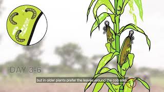 Fall armyworm life cycle and damage to maize [upl. by Nossyla]