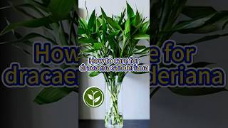 How to care for dracaena sanderiana shortvideo plants youtubeshorts garden howto viralvideo [upl. by Daffie921]