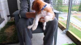 Herky the Cavalier King Charles puppy tries to headbang like a rockstar [upl. by Surovy]