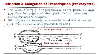 Prokaryotic transcription  Initiation  Elongation [upl. by Jephthah875]