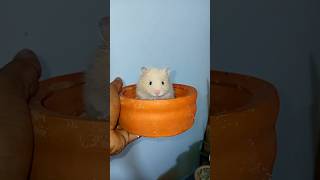 হ্যামস্টার। hamster baby [upl. by Astrahan]