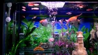 Mi acuario peces de aguas tropicales 150 litros HD IV jab [upl. by Sirhc]