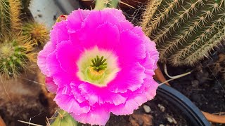 lady finger cactus Echinocereus pentalophus in bloom [upl. by Eentruok]