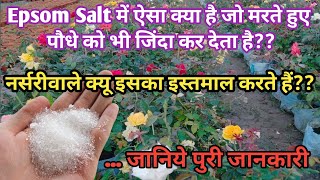 How To Use Epsom Salt For PlantsEpsom Salt Benefits For PlantsMy Village Gardern [upl. by Tade]