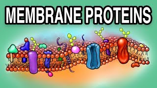 MEMBRANE PROTEINS  Types and Functions [upl. by Dela]