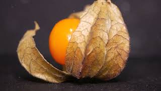 6 Amazing Health Benefits of Physalis Fruit [upl. by Llyrad]