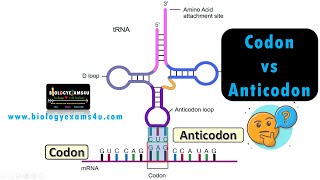 Difference between Codon and Anticodon with examples [upl. by Anema628]