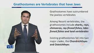 Gnathostomes Vertebrates that have jaws  Biodiversity amp EvolutionII  BT201Topic054 [upl. by Edieh]