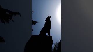 Wolf Howling at the moon [upl. by Trudi]