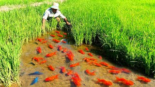 How Ornamental Fish Farmer Raising Thousands of fish and Harvest  Mud pond Last Harvest [upl. by Cathee543]