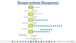 Glycogen metabolism and glycogen storage diseases [upl. by Novahs142]