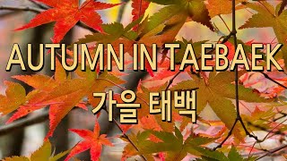 🍁 태백으로 떠난 가을 산책 🍁 [upl. by Rahcir]