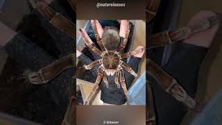 Goliath Birdeater  The Bird Eating Spider [upl. by Mirielle438]