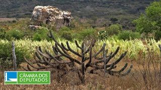 Audiência discute preservação da Caatinga  260423 [upl. by Ahsrat]