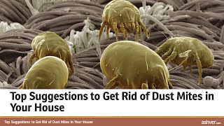 Top Suggestions to Get Rid of Dust Mites in Your House [upl. by Simmie]