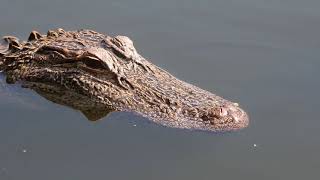 Alligators vs Crocodiles Stupid Video [upl. by Andriana]