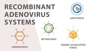 2 Cell Culture  Recombinant Adenovirus Expression System [upl. by Hibben]