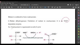 L37 TCA cycle R [upl. by Harty]