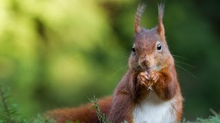 De Eekhoorn op de Veluwe [upl. by Howlyn]