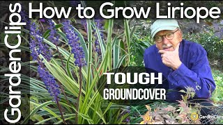 How to Grow Liriope Muscari  Lily Turf  Monkey Grass  A tough ground cover for difficult spots [upl. by Ahsemed]