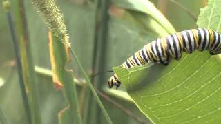 Milkweed and its Insects [upl. by Essex972]