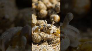 Sand Bubbler Crab shorts [upl. by Loralee301]