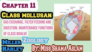 Phylum Molluscan gas exchange filter feeding and digestion Maintenance Functions of Bivalve [upl. by Atteloj]