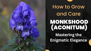 Mastering the Enigmatic Elegance How to Grow and Care for Monkshood Aconitum [upl. by Barnett]